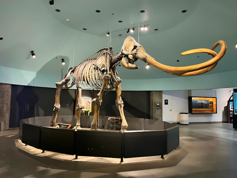 La Brea Tar Pits Museum Ticket Ticket